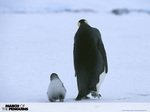 Penguins_2
